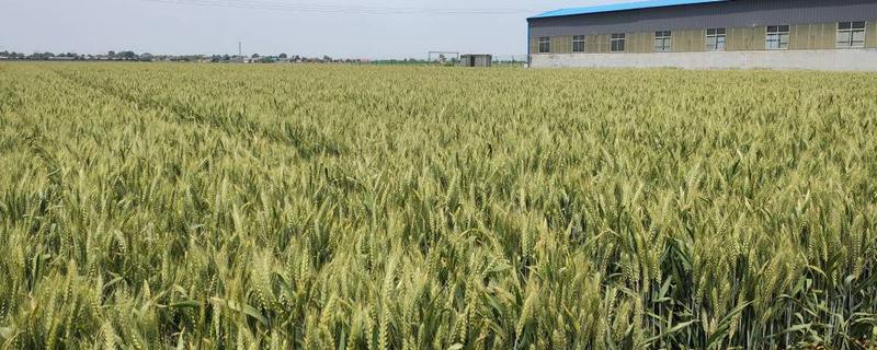 河农5102小麦种子简介，该品种属冬性中熟品种