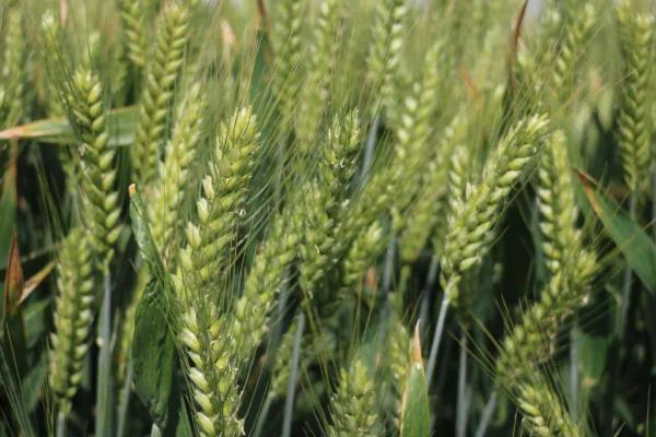 藁麦5818小麦种子介绍，该品种属冬性中熟品种