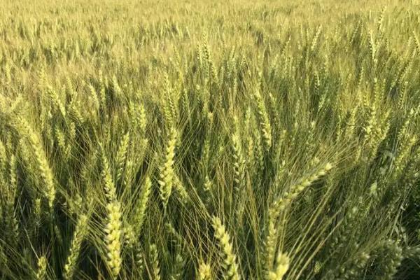 河农5102小麦种子简介，该品种属冬性中熟品种