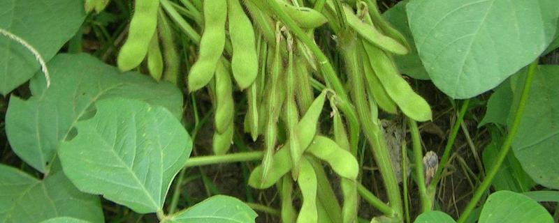 邯豆14大豆品种简介，夏播大豆品种