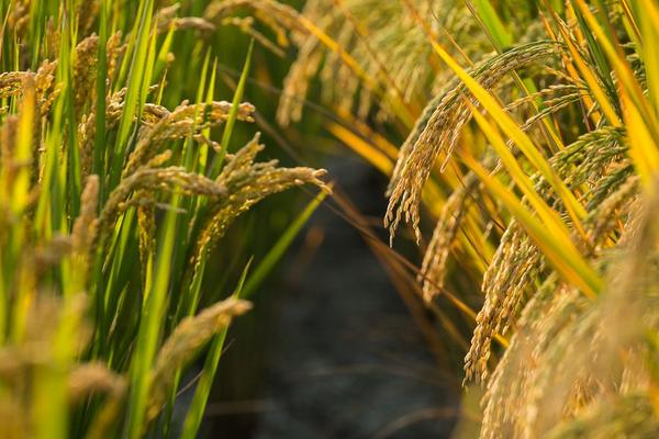 中科发928水稻种子特征特性，常规早熟软米粳稻品种