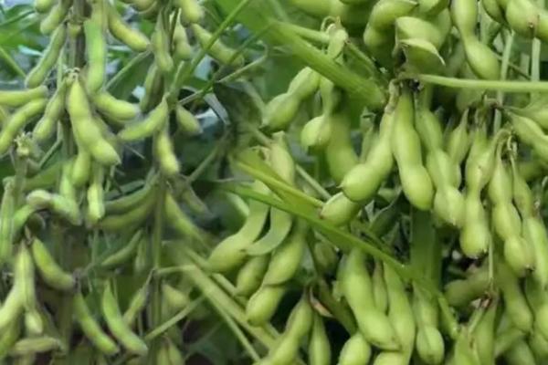 邯豆14大豆品种简介，夏播大豆品种