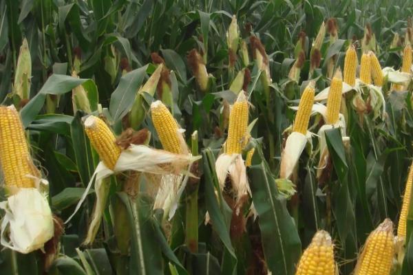 北青320玉米种简介，适宜播期4月下旬至5月上旬