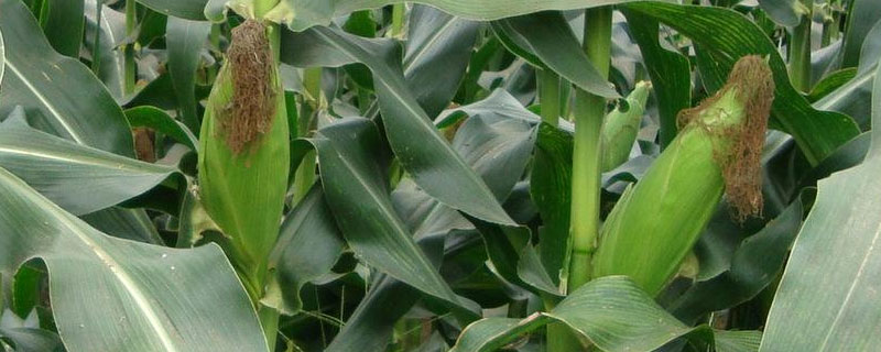 华玉107玉米种子特征特性，注意防治丝黑穗病