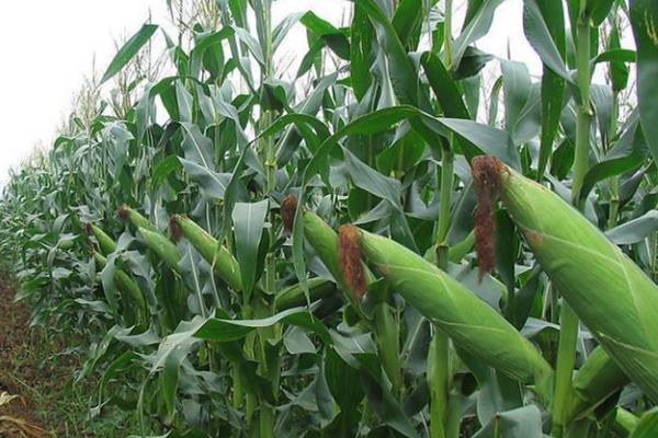 JKY301玉米种子特点，适宜播期4月下旬至5月初