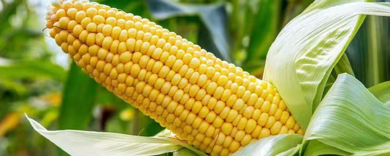 DF789玉米品种简介，适宜播期4月下旬至5月上旬