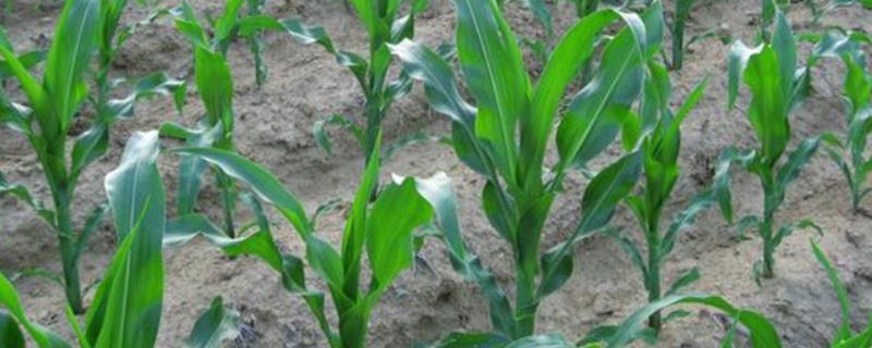 河糯101玉米种子特征特性，4月20日-5月10日播种