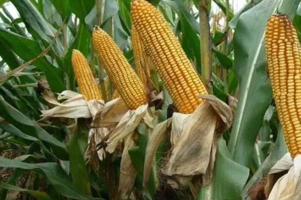 ND3号玉米种子介绍，每亩种植密度4000株