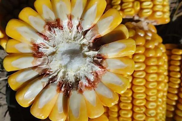 ND3号玉米种子介绍，每亩种植密度4000株