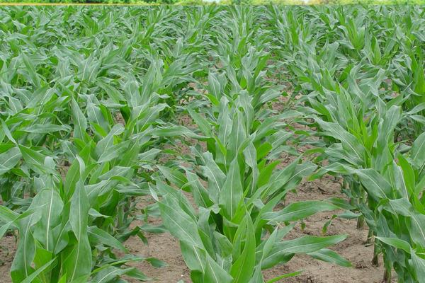 宇鑫519玉米种子特征特性，4月下旬至5月上旬播种