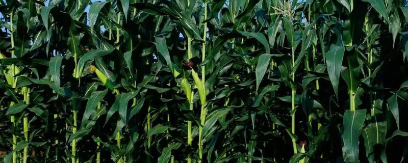 蒙农科523玉米种子介绍，该品种为高淀粉玉米品种