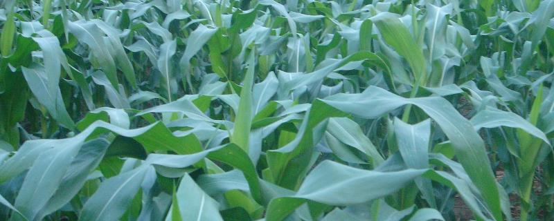 利合518玉米种子特点，该品种为高淀粉玉米品种