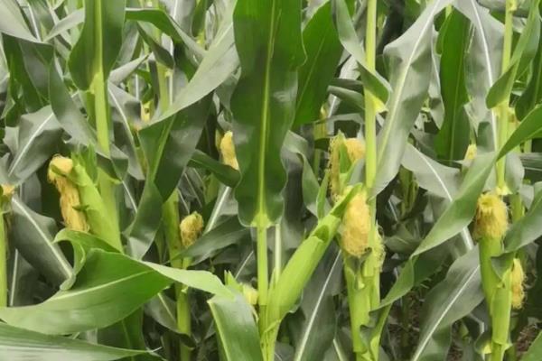 隆平738玉米种子特征特性，每亩种植密度为5000株