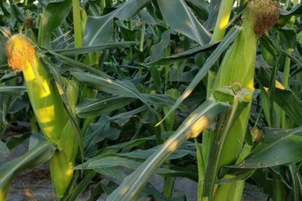德玉518玉米品种的特性，4月下旬至5月上旬播种