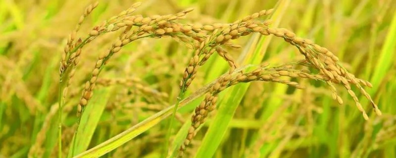 鸿发香粳1号水稻种简介，4月15日-25日播种育苗