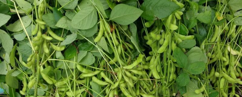 蒙豆48大豆品种的特性，中抗大豆灰斑病
