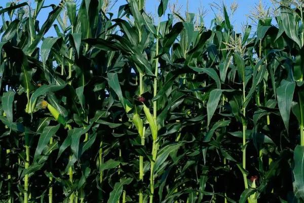 沈农大L570玉米品种的特性，应选择肥力较好的地块种植