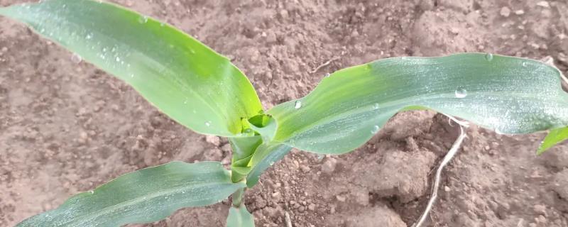 三盟9599玉米种子特点，注意及时防治病虫草害