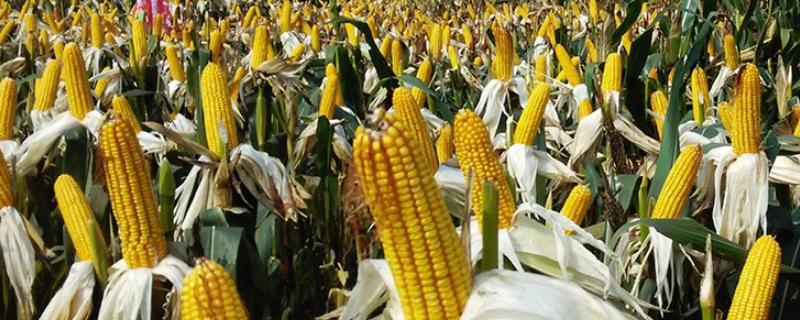 四季688玉米品种简介，应选择肥力较好的地块种植