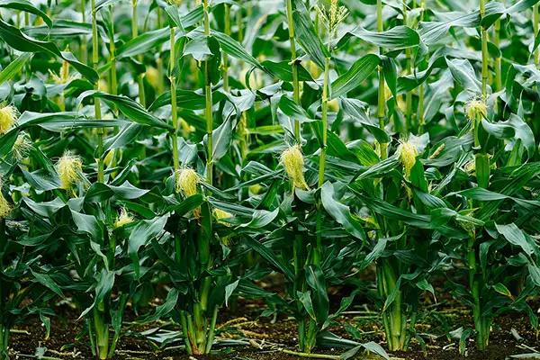 九玉禾754玉米品种的特性，辽宁省春播生育期127天