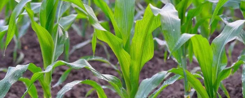 铁源377玉米种子特征特性，辽宁省春播生育期128天