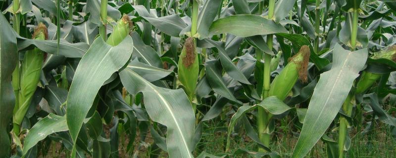 T88玉米品种的特性，应选择肥力较好的地块种植