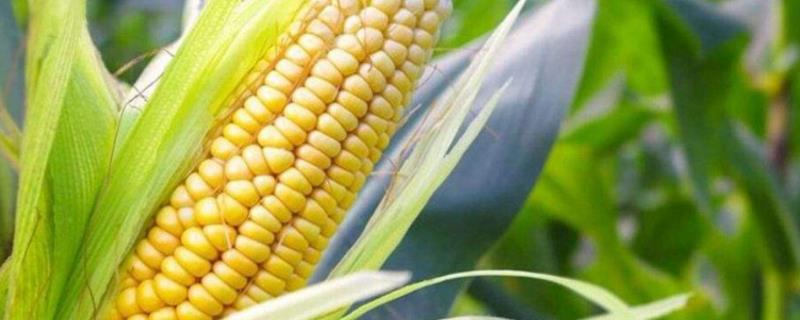 九玉禾754玉米品种的特性，辽宁省春播生育期127天