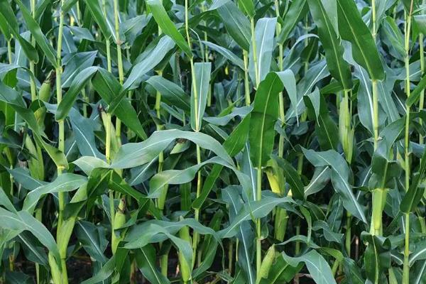 庶玉707玉米种简介，种植密度4500株/亩