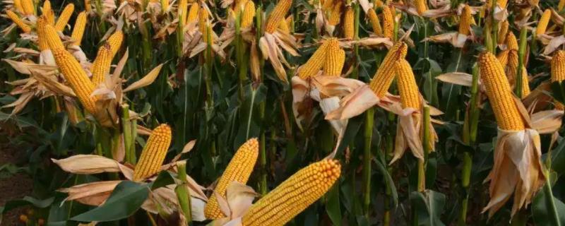 农育558玉米种子特点，辽宁省春播生育期129天