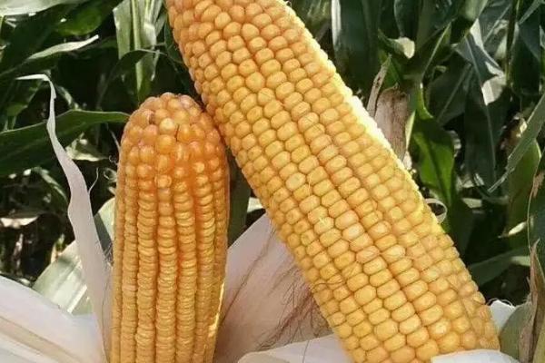 钟海737玉米种子介绍，辽宁省春播生育期128天