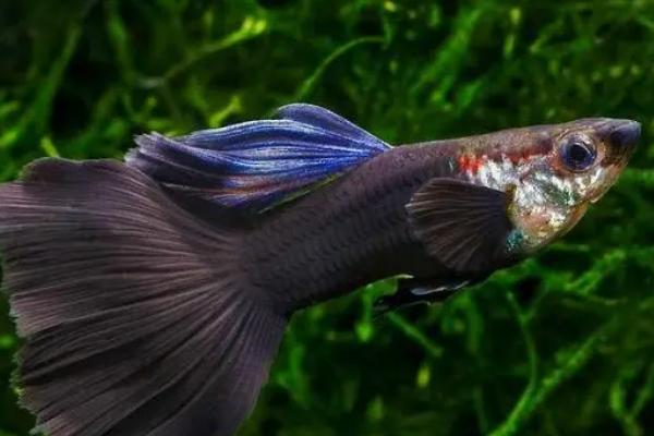 孔雀鱼在30度水中能活吗，可以活但容易生病