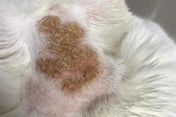 什么是猫藓，在潮湿高温的环境下会容易长的一种皮肤病