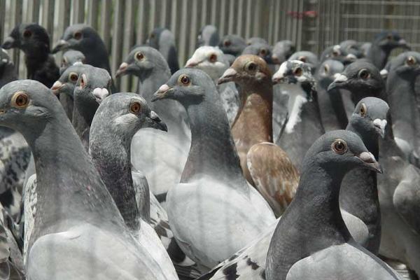 怎么养殖观赏鸽，每天要按时投放保健砂