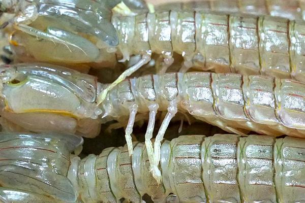皮皮虾盐度和水温多少，适宜生存温度为20-27℃