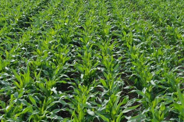 玉米适合种在什么土壤，保水保肥能力强的土壤为佳