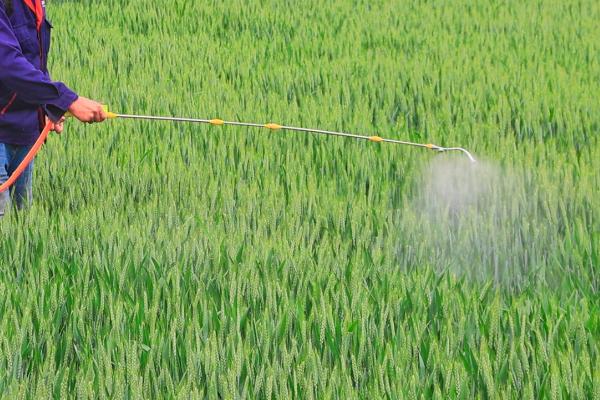 小麦吸浆虫的农药整治技巧，蛹期和成虫期的防治方法不同