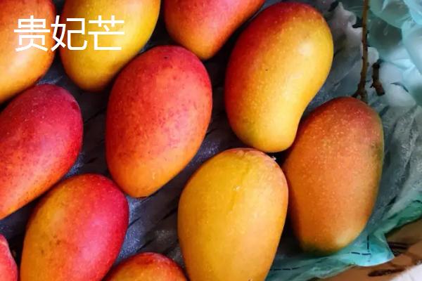 贵妃芒和金煌芒的区别，果皮颜色、口感及个头大小均不同