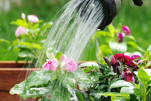 纯净水能浇花吗，能浇花但不宜长期使用