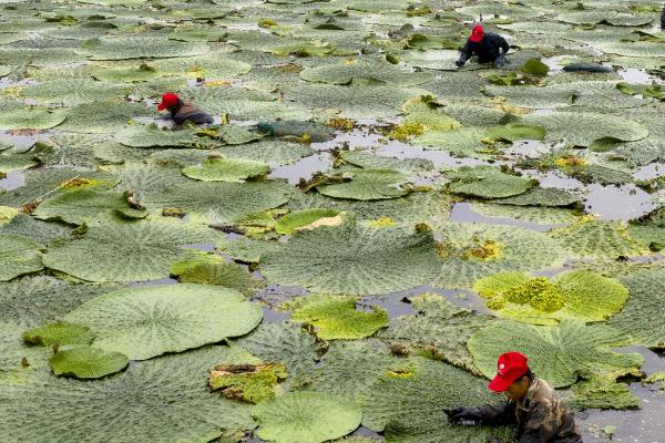 芡实的种植方法，施肥方法通常采用肥球深施或根外喷施