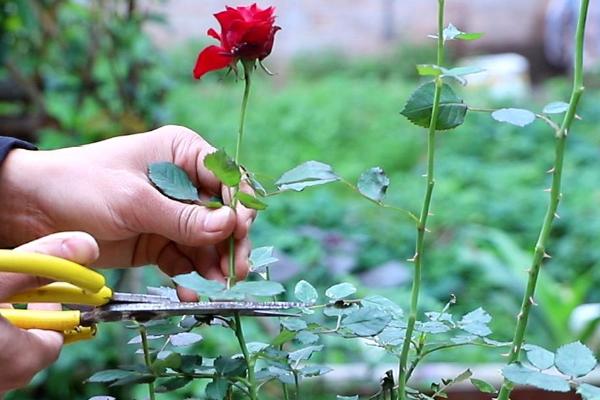 月季花的施肥方法，务必薄肥勤施