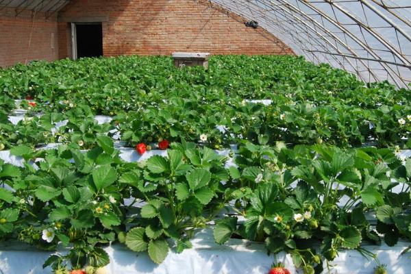 草莓的种植方法，选择在每年3-4月份进行
