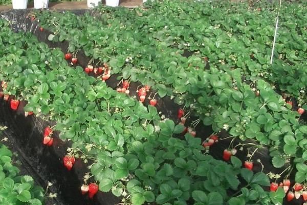 草莓的种植方法，选择在每年3-4月份进行