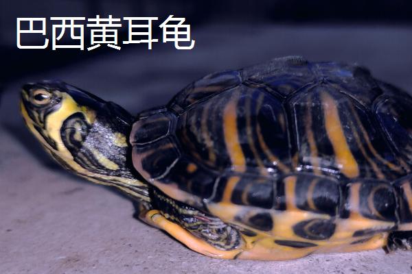 巴西黄耳龟和红耳龟哪种好，要看饲养者自己的选择