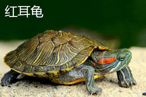 巴西黄耳龟和红耳龟哪种好，要看饲养者自己的选择