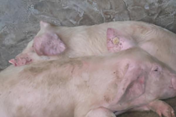 猪链球菌病的症状，会出现厌食、肌肉酸痛、腹泻等