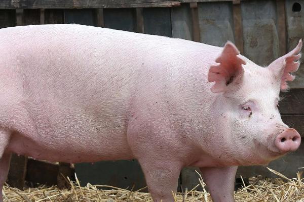 母猪清宫用青霉素的危害，可能会导致自身炎症的发生