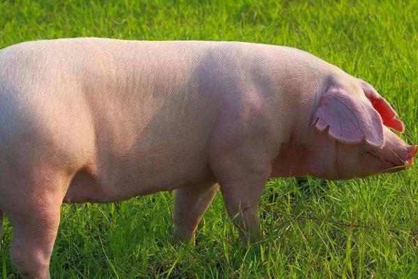 母猪清宫用青霉素的危害，可能会导致自身炎症的发生