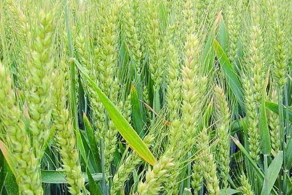 周麦40小麦种介绍，生长周期218-229天左右
