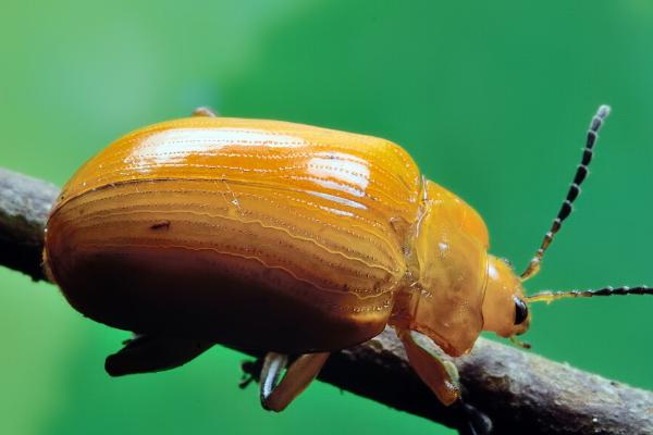 跳甲虫是怎么繁殖的，6月下旬至7月上旬进入产卵盛期