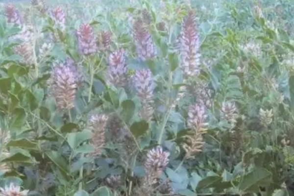 适合内蒙古种植的药材，适合种植沙棘、麻黄、甘草等